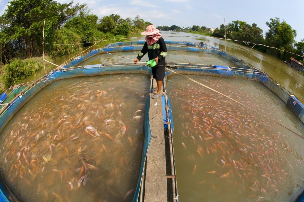 Brunei to explore more opportunities in aquaculture