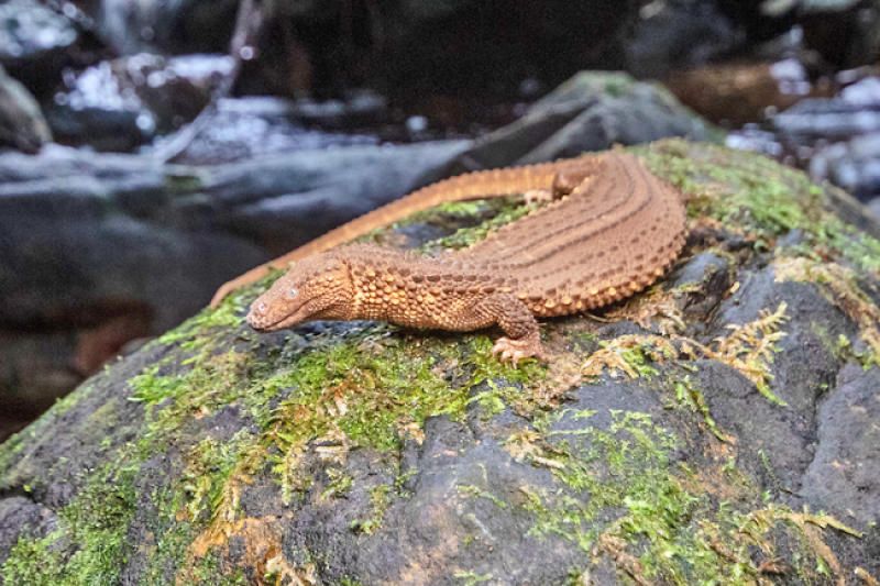 Treasured find in Brunei's Green Jewel