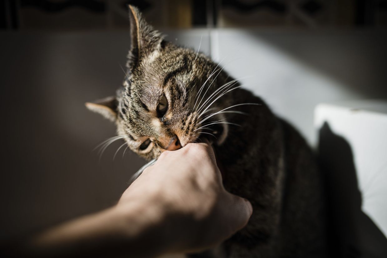 Brunei introduces ban on pet imports amid rabies concerns